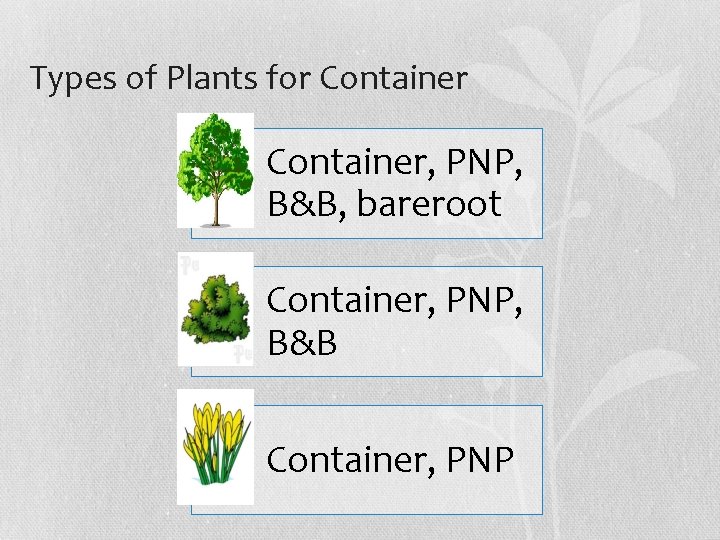 Types of Plants for Container, PNP, B&B, bareroot Container, PNP, B&B Container, PNP 