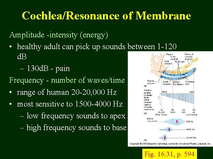 Cochlea/Resonance of Membrane Amplitude -intensity (energy) • healthy adult can pick up sounds between