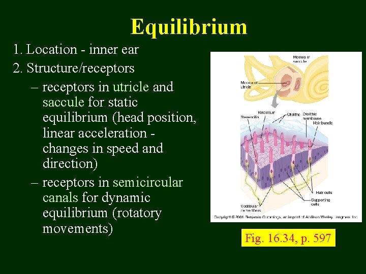 Equilibrium 1. Location - inner ear 2. Structure/receptors – receptors in utricle and saccule