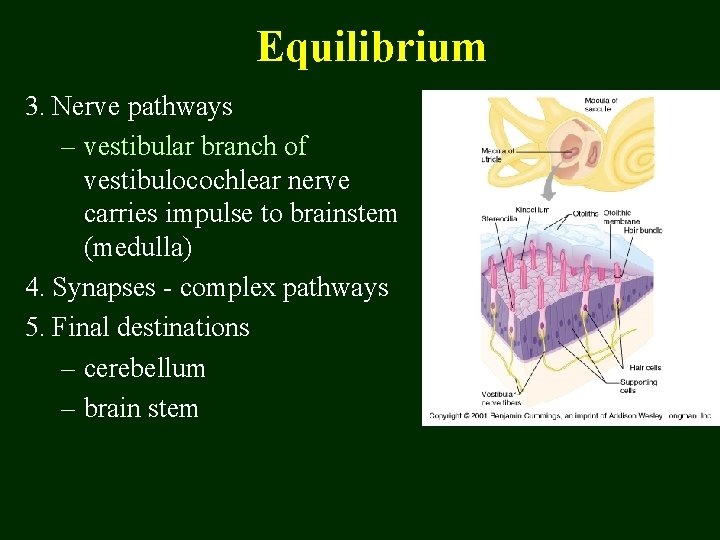 Equilibrium 3. Nerve pathways – vestibular branch of vestibulocochlear nerve carries impulse to brainstem