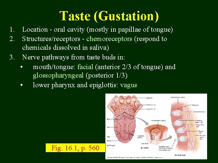 Taste (Gustation) 1. 2. Location - oral cavity (mostly in papillae of tongue) Structures/receptors
