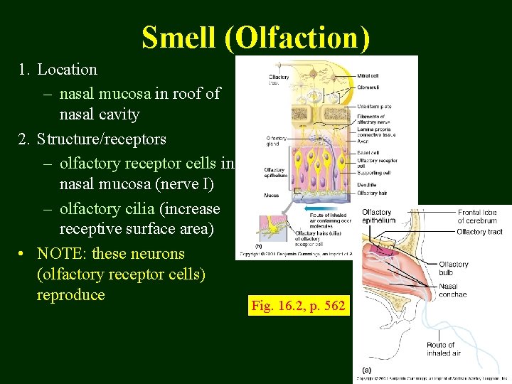 Smell (Olfaction) 1. Location – nasal mucosa in roof of nasal cavity 2. Structure/receptors