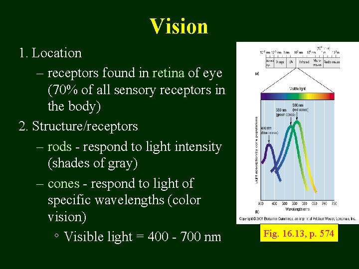 Vision 1. Location – receptors found in retina of eye (70% of all sensory