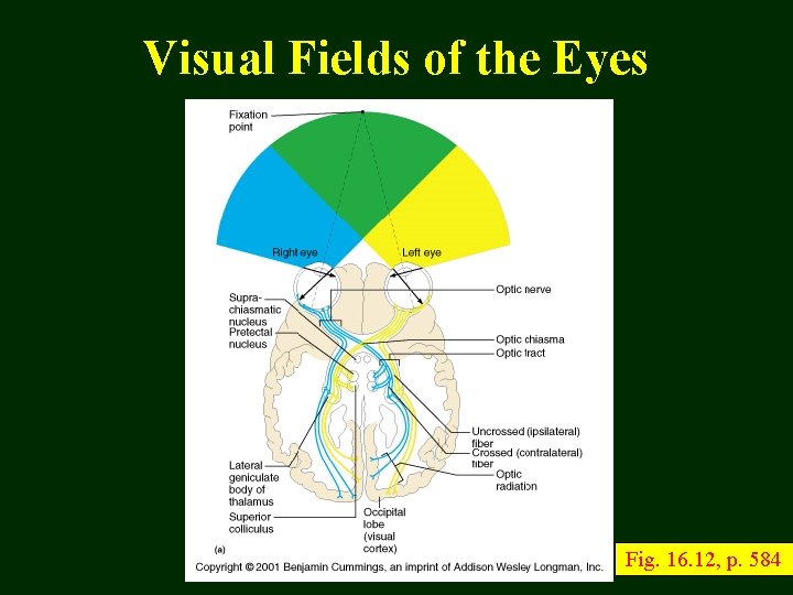 Visual Fields of the Eyes Fig. 16. 12, p. 584 
