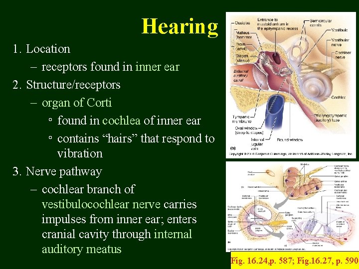 Hearing 1. Location – receptors found in inner ear 2. Structure/receptors – organ of