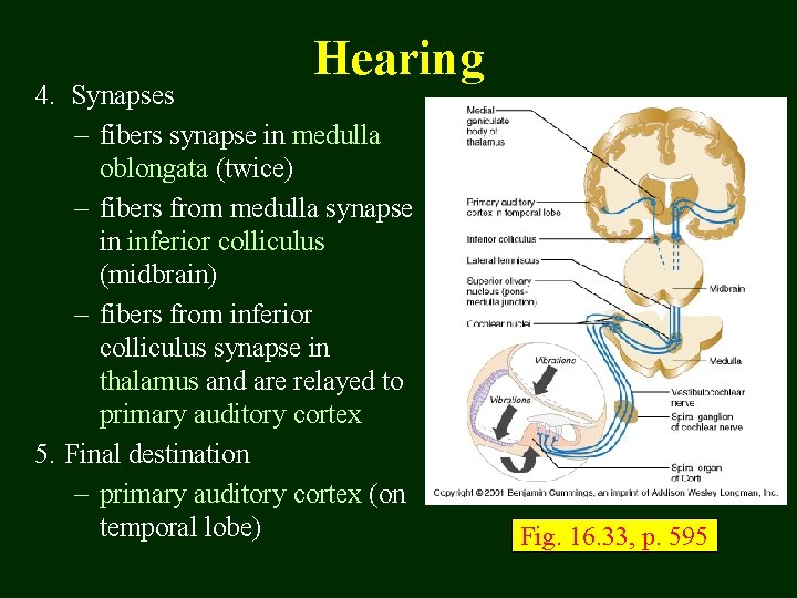 Hearing 4. Synapses – fibers synapse in medulla oblongata (twice) – fibers from medulla
