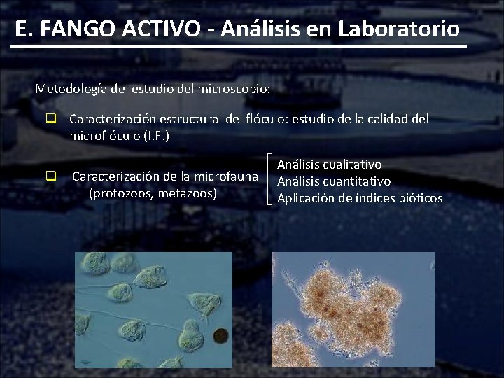 E. FANGO ACTIVO - Análisis en Laboratorio Metodología del estudio del microscopio: q Caracterización