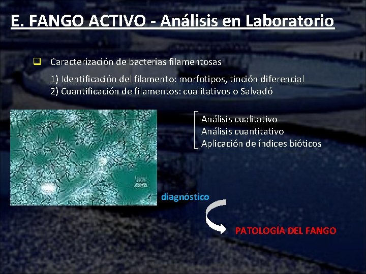 E. FANGO ACTIVO - Análisis en Laboratorio q Caracterización de bacterias filamentosas 1) Identificación