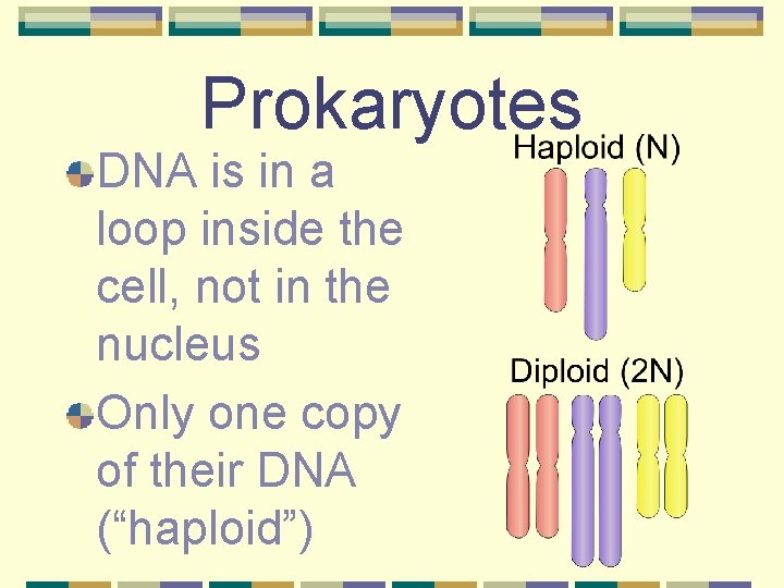 Prokaryotes DNA is in a loop inside the cell, not in the nucleus Only