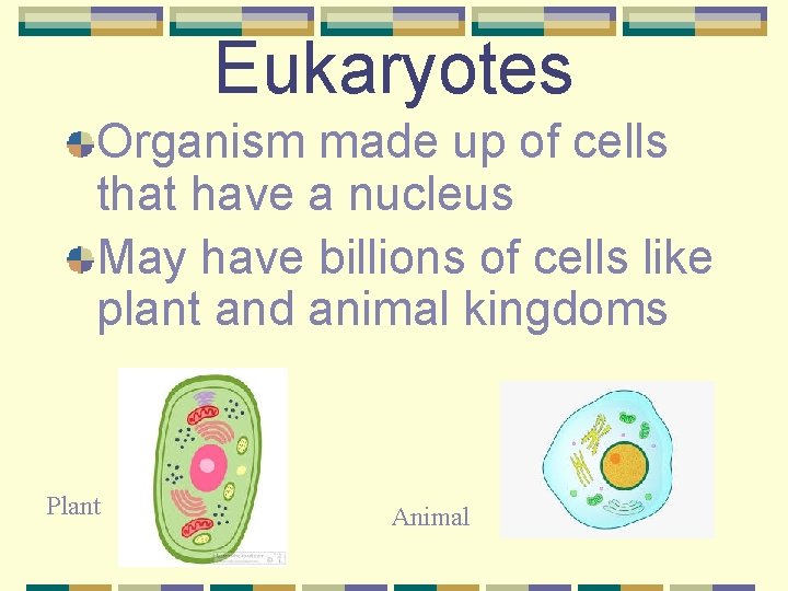 Eukaryotes Organism made up of cells that have a nucleus May have billions of