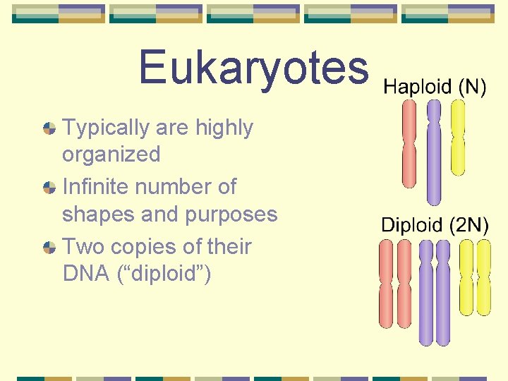 Eukaryotes Typically are highly organized Infinite number of shapes and purposes Two copies of