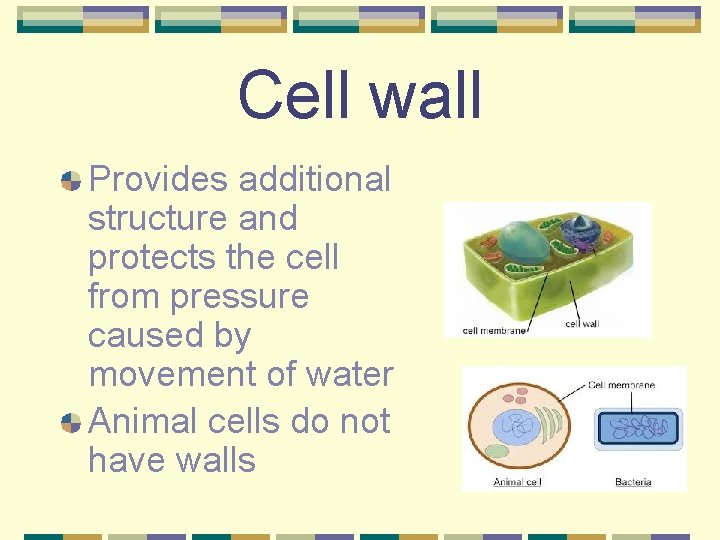 Cell wall Provides additional structure and protects the cell from pressure caused by movement
