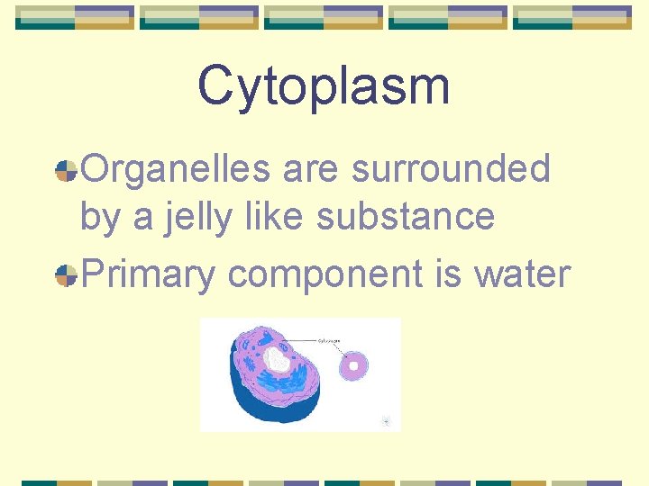 Cytoplasm Organelles are surrounded by a jelly like substance Primary component is water 