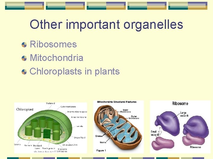 Other important organelles Ribosomes Mitochondria Chloroplasts in plants 