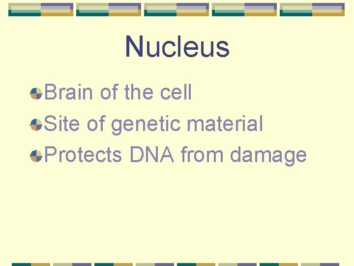 Nucleus Brain of the cell Site of genetic material Protects DNA from damage 