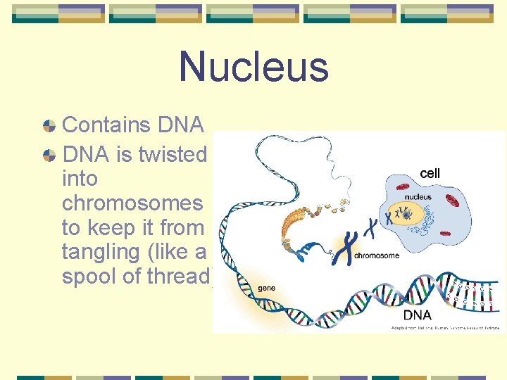 Nucleus Contains DNA is twisted into chromosomes to keep it from tangling (like a