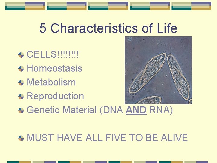 5 Characteristics of Life CELLS!!!! Homeostasis Metabolism Reproduction Genetic Material (DNA AND RNA) MUST