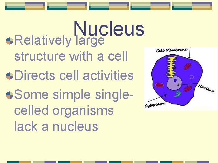 Nucleus Relatively large structure with a cell Directs cell activities Some simple singlecelled organisms