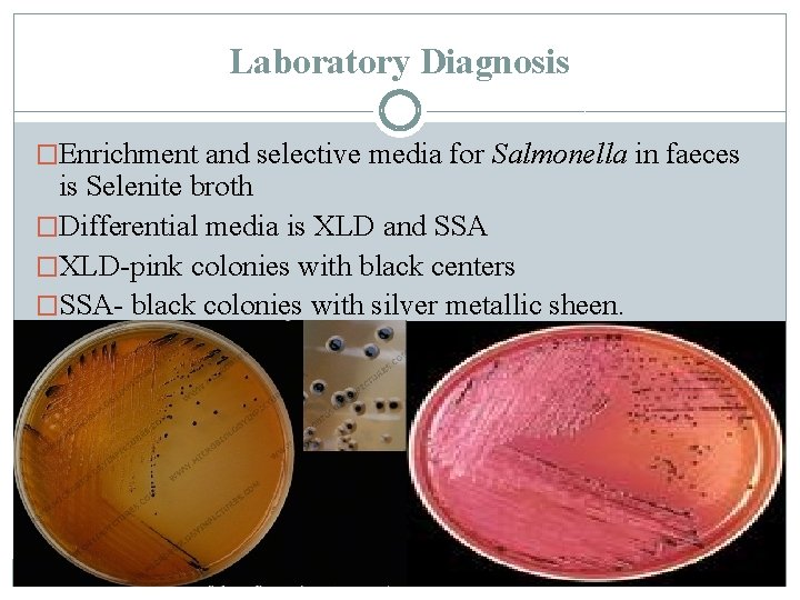 Laboratory Diagnosis �Enrichment and selective media for Salmonella in faeces is Selenite broth �Differential