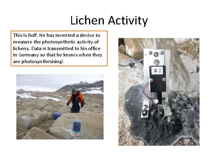 Lichen Activity This is Rolf. He has invented a device to measure the photosynthetic