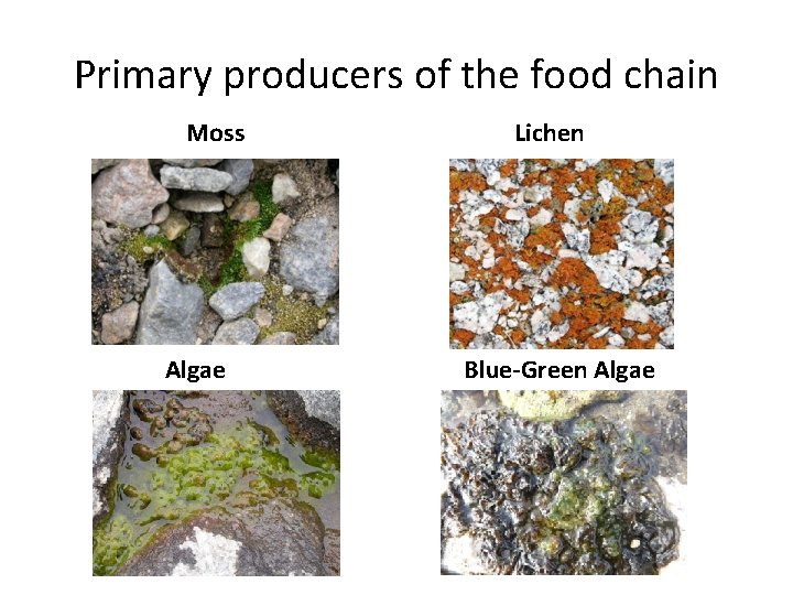 Primary producers of the food chain Moss Algae Lichen Blue-Green Algae 