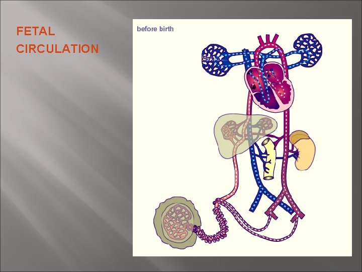 FETAL CIRCULATION FETAL CIRCULATION