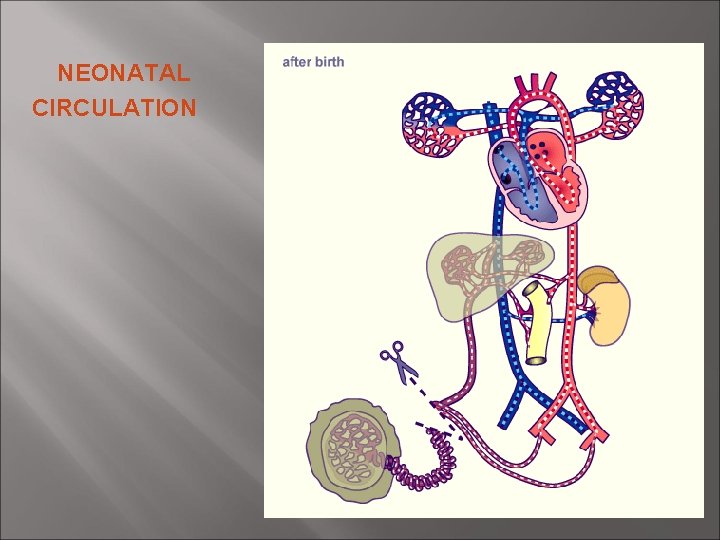 NEONATAL CIRCULATION NEONATAL CIRCULATION