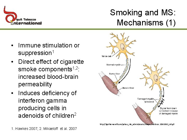 Smoking and MS: Mechanisms (1) • Immune stimulation or suppression 1 • Direct effect