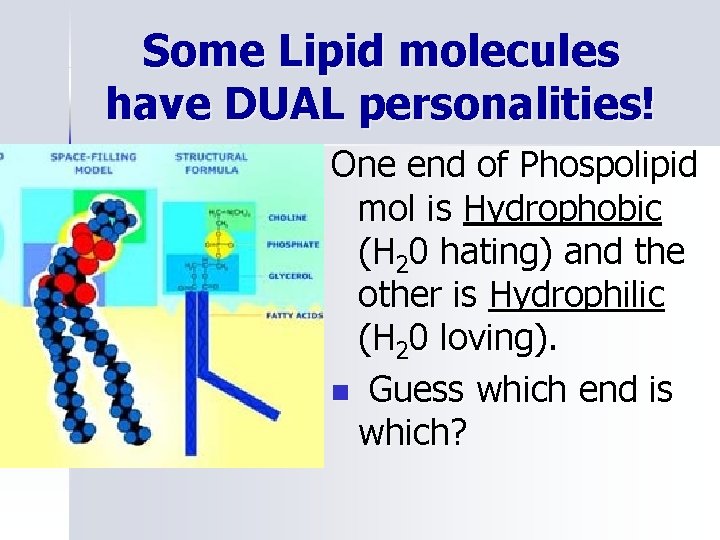 Some Lipid molecules have DUAL personalities! One end of Phospolipid mol is Hydrophobic (H