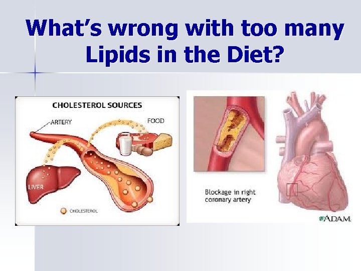 What’s wrong with too many Lipids in the Diet? 