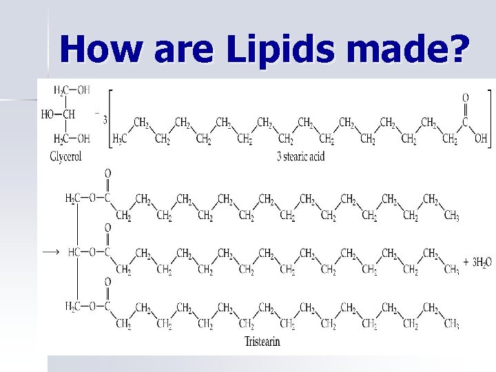 How are Lipids made? 