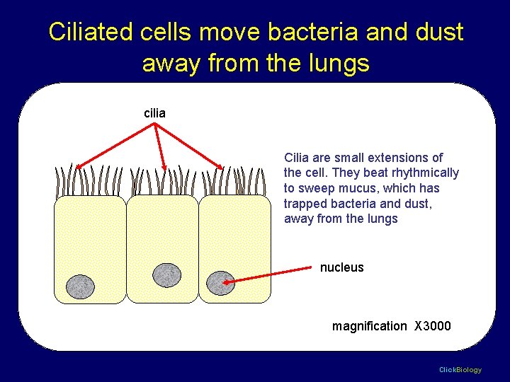 Ciliated cells move bacteria and dust away from the lungs cilia Cilia are small