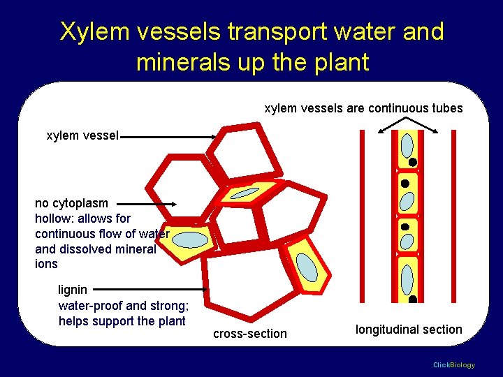 Xylem vessels transport water and minerals up the plant xylem vessels are continuous tubes