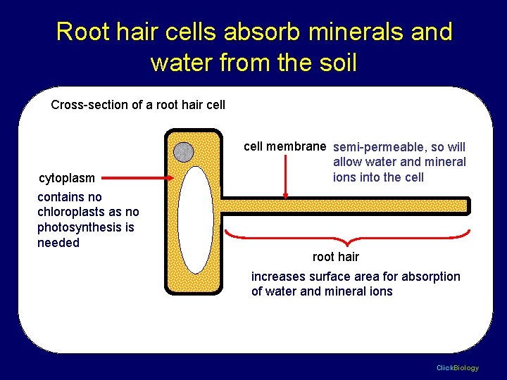 Root hair cells absorb minerals and water from the soil Cross-section of a root