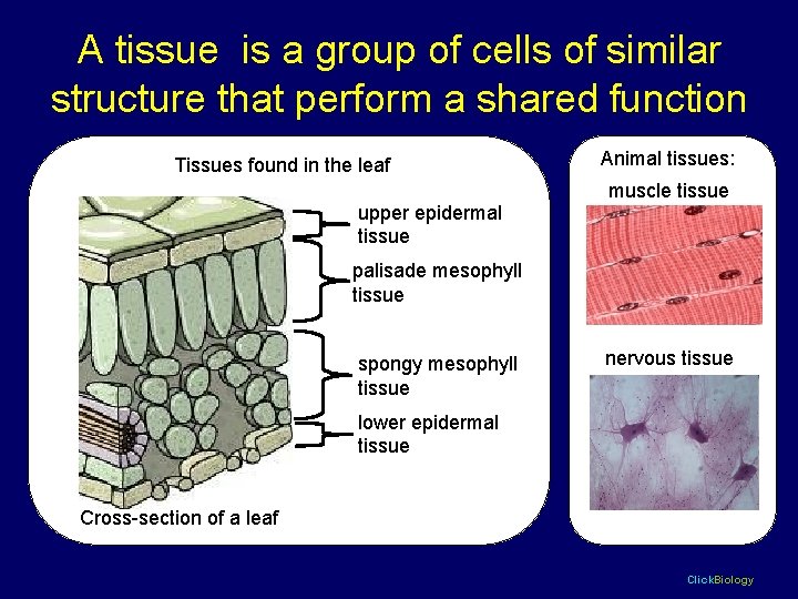 A tissue is a group of cells of similar structure that perform a shared