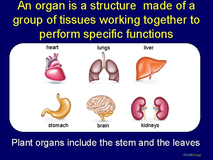 An organ is a structure made of a group of tissues working together to