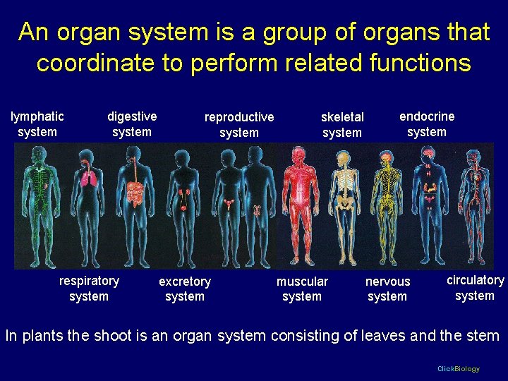 An organ system is a group of organs that coordinate to perform related functions