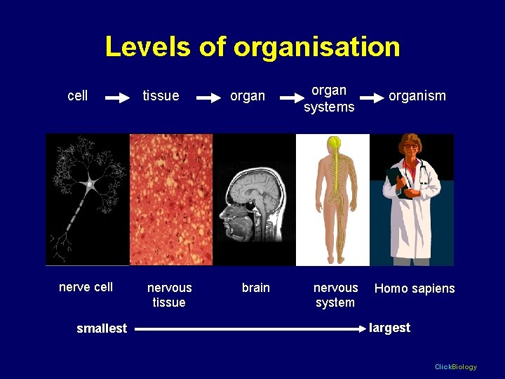 Levels of organisation cell nerve cell smallest tissue nervous tissue organ systems brain nervous