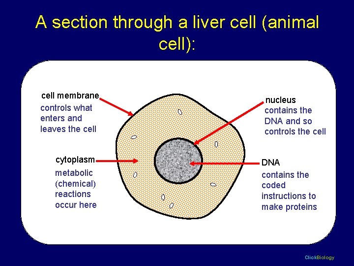 A section through a liver cell (animal cell): cell membrane controls what enters and