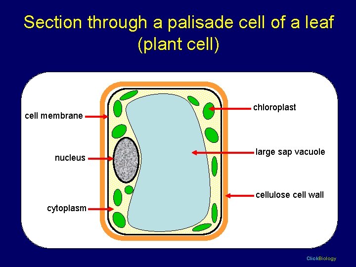 Section through a palisade cell of a leaf (plant cell) cell membrane nucleus chloroplast