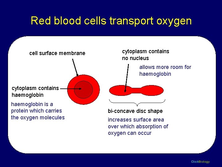 Red blood cells transport oxygen cell surface membrane cytoplasm contains no nucleus allows more