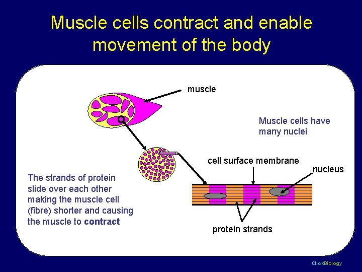 Muscle cells contract and enable movement of the body muscle Muscle cells have many