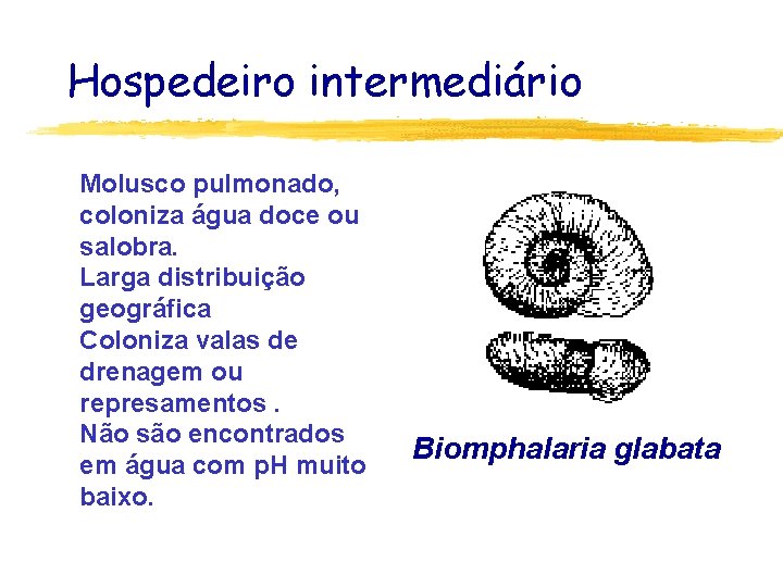 Hospedeiro intermediário Molusco pulmonado, coloniza água doce ou salobra. Larga distribuição geográfica Coloniza valas