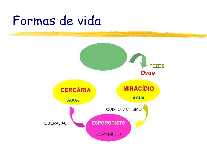 Formas de vida FEZES Ovos MIRACÍDIO CERCÁRIA ÁGUA QUIMIOTACTISMO LIBERAÇÃO ESPOROCISTO CARAMUJO 