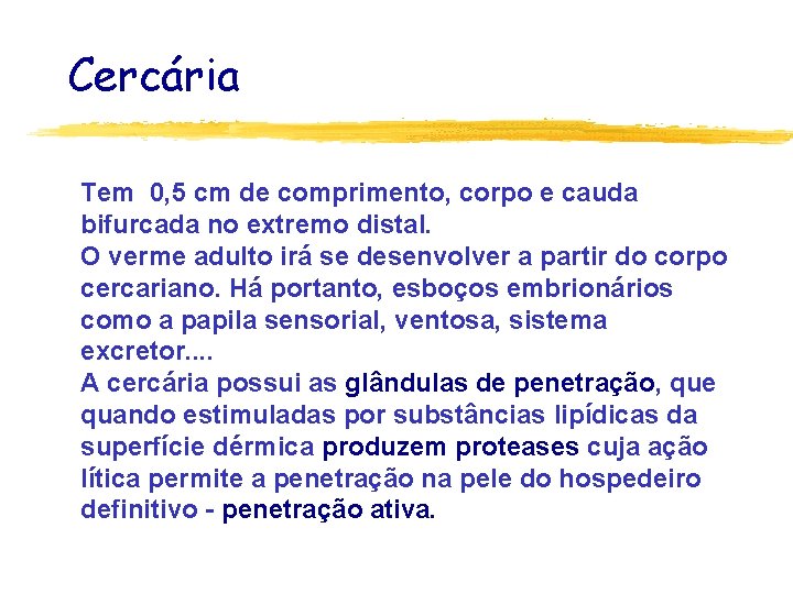 Cercária Tem 0, 5 cm de comprimento, corpo e cauda bifurcada no extremo distal.