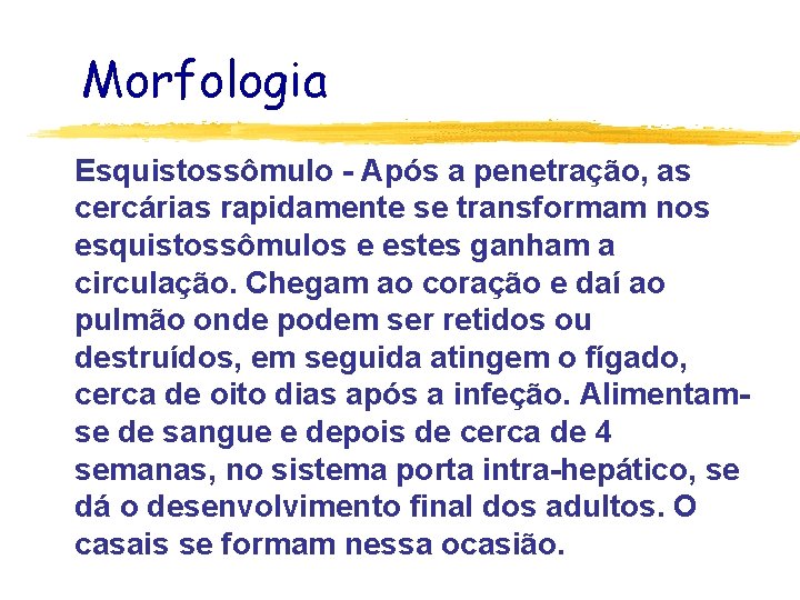 Morfologia Esquistossômulo - Após a penetração, as cercárias rapidamente se transformam nos esquistossômulos e