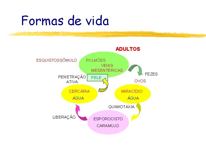 Formas de vida ADULTOS ESQUISTOSSÔMULO PULMÕES VEIAS MESENTÉRICAS PENETRAÇÃO ATIVA PELE FEZES OVOS CERCÁRIA