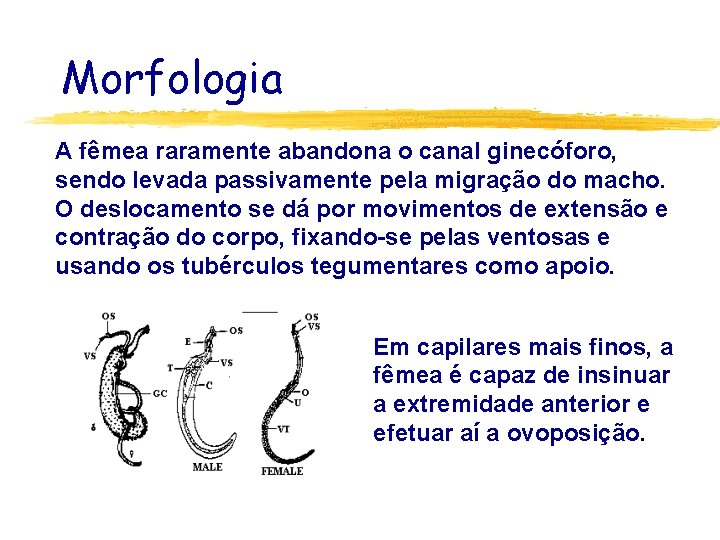 Morfologia A fêmea raramente abandona o canal ginecóforo, sendo levada passivamente pela migração do