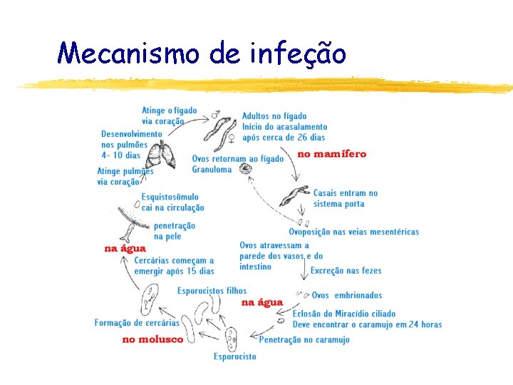 Mecanismo de infeção 