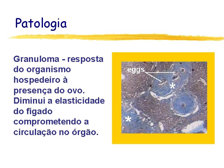 Patologia Granuloma - resposta do organismo hospedeiro à presença do ovo. Diminui a elasticidade